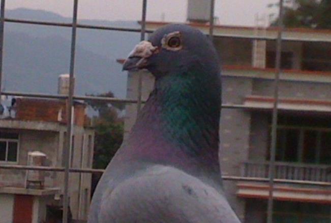 ���������¾ȵ��۸� ����������Ե