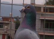 ���������¾ȵ��۸� ����������Ե