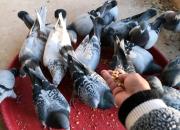 �ָ��������ú� ����䡰�󻧡�