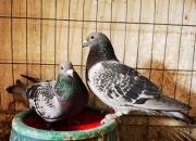 ��Կ�ʼ ��Ÿ����զ����