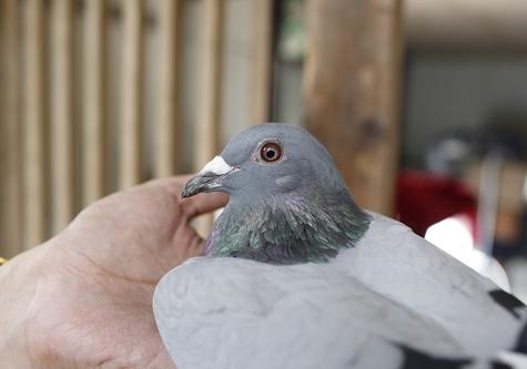  ���ս���Ի� ���ƽ�ĸ֮��