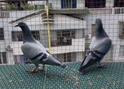 �����������ֲ����� �������Ὠ��