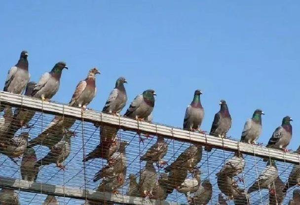 ˵˵���������