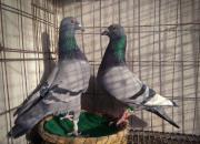 ��������Ѫ ����������������