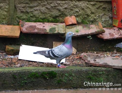 �Ϻ��Ľ�������ô��ɵģ�