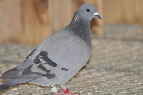 ��������ۡ������ۿƴ���м����ɵúõģ�