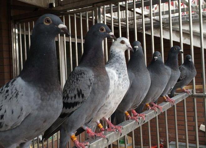 ���������㻨�˶��٣�