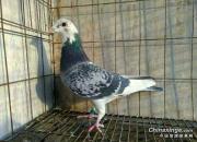 �����Ѫ�����껨�� Ѫͳ������