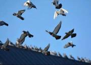 �����񣿷ŷ�Զ�������루��ͼ��