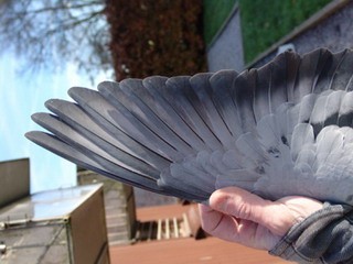 ��ǰ����Ϸ ����������ࡪ��Ҳ̸��������