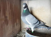 ���һ��Ѫ�������ָ���������ھ�