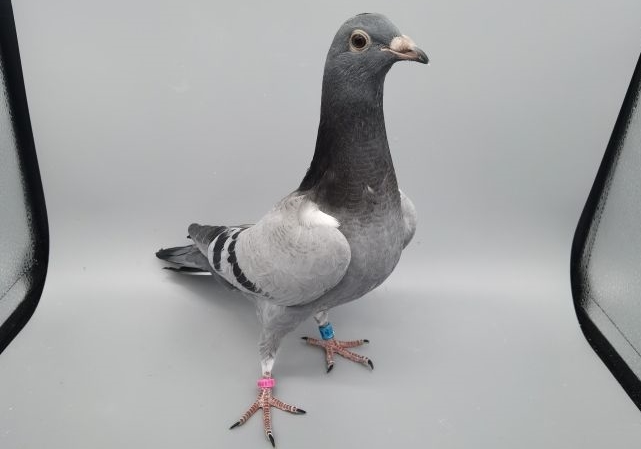 �����＾�رȻ� �ɼ�����������