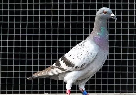 �뺣����������Ⱥ���ͷ �����ͣ�