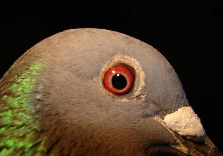 ��Ա��뿴����