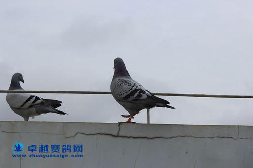 ��Ʒ��ʧ������ ����ľ������