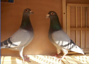 ��ô���ָ����ø��ã������ĵ㽨��