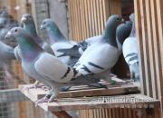 ɣ��ʿԶ���������500�����λ