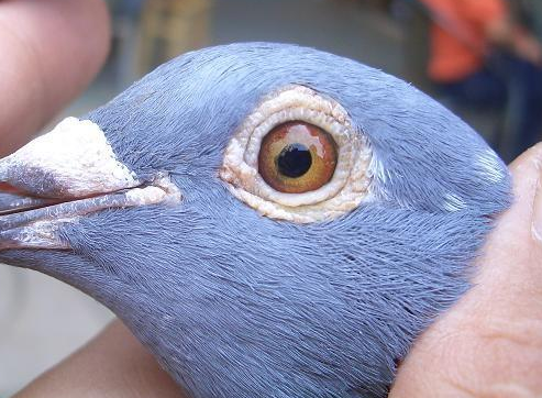 ����ֻ��Ϊ���֣�һ���ǹھ� һ���ǡ�������