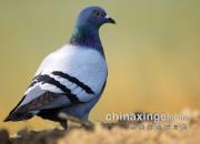 ��������ӥ���ۣ�ͼ��