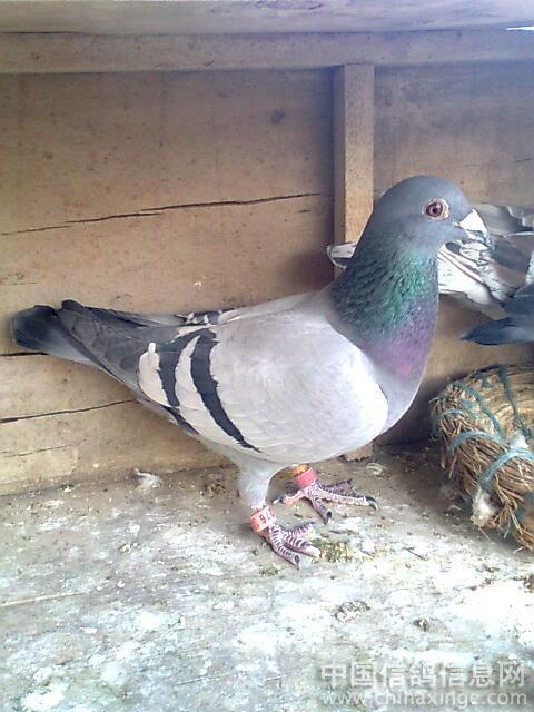 ��Ѫ��ֳ�ĺ��뻵