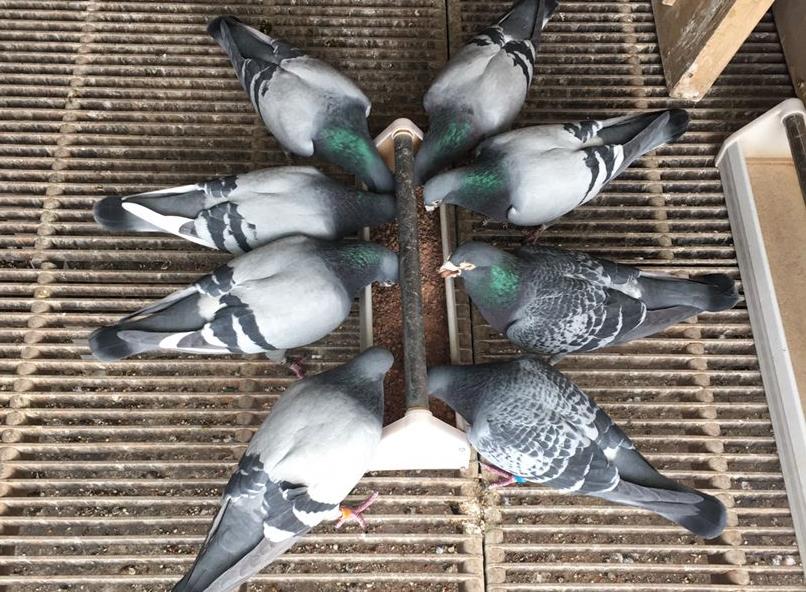 ��ı���ɰ��������