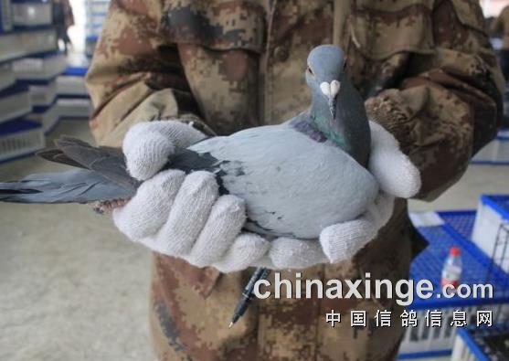 ֣�����幫��̽�Ӽ���