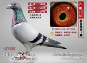�����ĸ뼸��Ҫ�� �������������ǳ