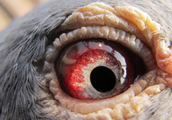 �������ǹ��˵�˼άϰ�ߣ�