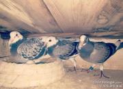 ��Щ��Ե��׸�ɻ��У������������Ǿ�