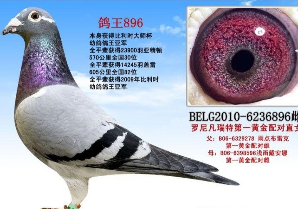 ְҵ����������Ϊʲô�ɼ���