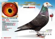 �ӱ�ʡ����ǧ���900���Ｖ��������