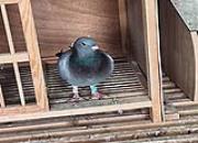 ������ݣ������׸���رȻ�������22��