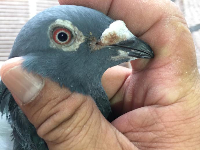 ǳ����ŷ�߿ˡ�����˫�ۡ���ǿ���Ŵ�ʵ��