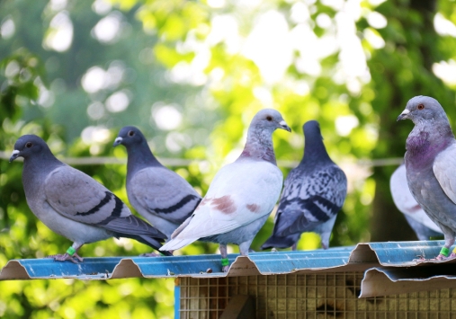 ��¼����˲�� ����������ͼ