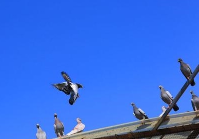 ��̭�����������