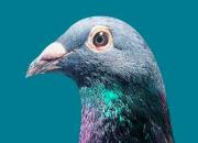 �ɺ�һ·���Ӳ�����ʤ֮�� ̰�������