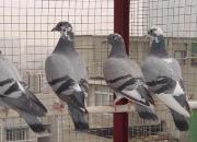 �����Ӽǣ�״̬���� ϸ�����ø���