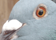 ���⣺����Ժ�ָ���������������ڣ����ϣ�