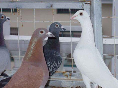 ������ͱ���Ӯ����