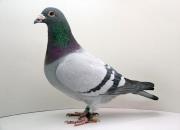 ÷�����Կຮ���������ѹ�˾���Ĺ���