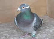 9��ǰȫ����û ������ս�����߶���