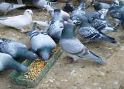 �е���˼ �Ĵ���ɽ���������