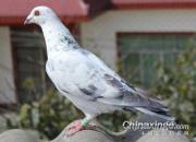 �����ر�����ս��ʤ �ջ�7��ǰ���׽���