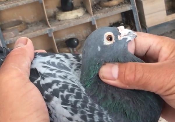 һ��ɼ��Ի͵��Ϲ�Ѫ��ȥ�δӣ�