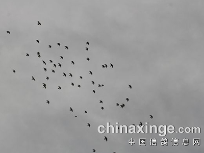 �ɺ�ԽսԽ�м��飡���ϸ��ѵڶ�����Ӯ��������