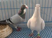 ���������ľ�ǿ ����һ����̨������