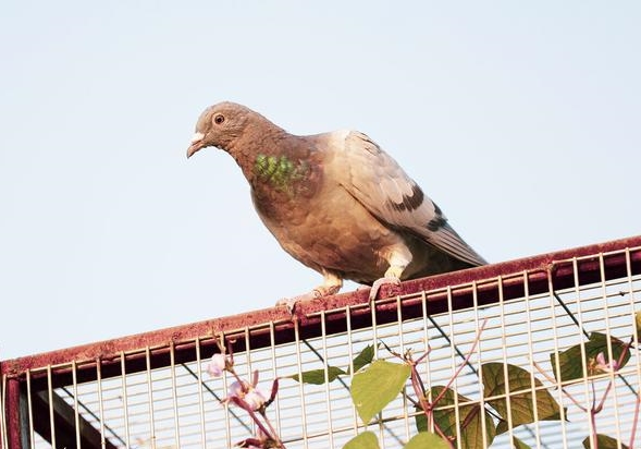 �򵥵ġ�ֽ���� �����׸���������