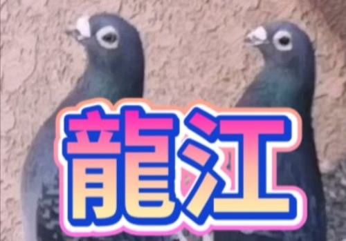 865��������� ������ǿ�鳲