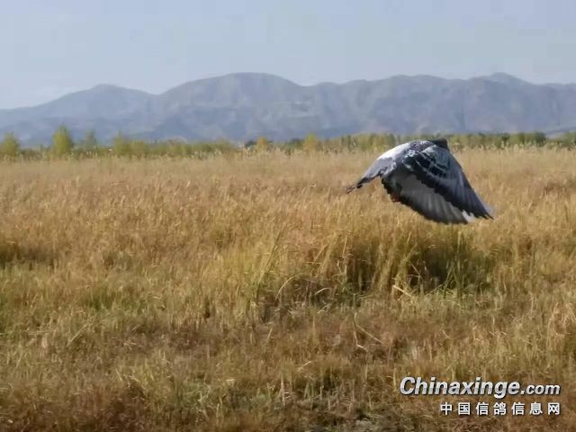 �ѷɵĳ�Զ������