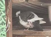 ���˸ж���ĸ���Ӷ��Ⱥ��������׸�